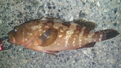 キジハタの釣果