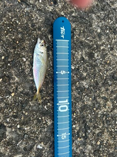 マアジの釣果