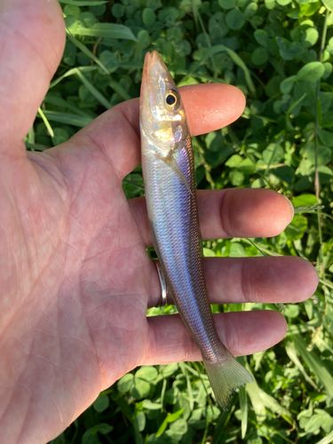 シロギスの釣果