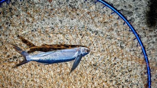 トビウオの釣果