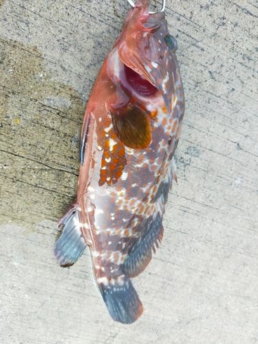 キジハタの釣果