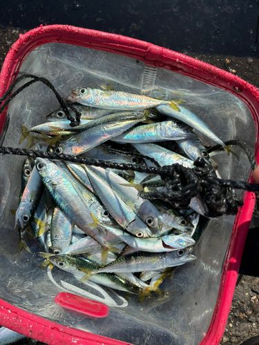 サバの釣果