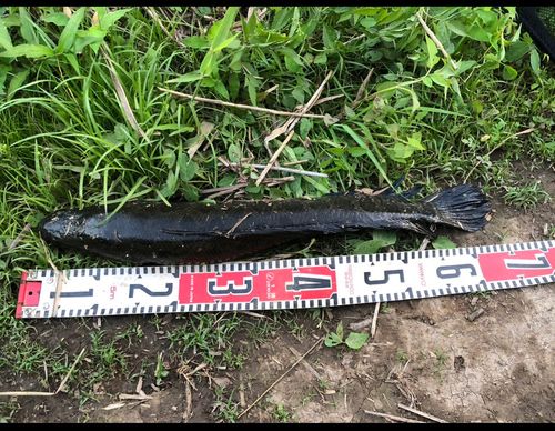 ライギョの釣果