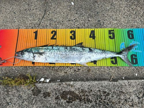 サゴシの釣果
