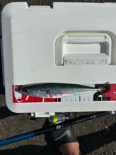 サバの釣果