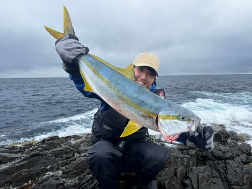 ヒラマサの釣果
