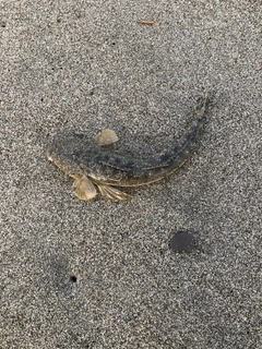 マゴチの釣果