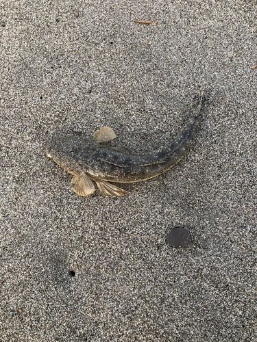 マゴチの釣果