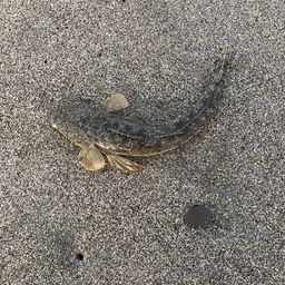 マゴチ