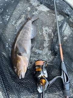 アイナメの釣果