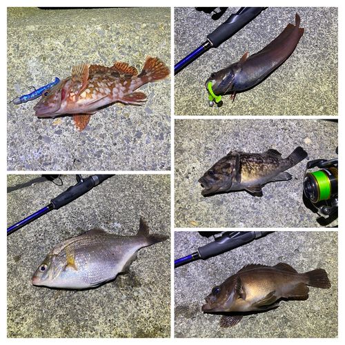 カサゴの釣果