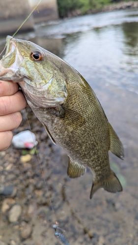 スモールマウスバス