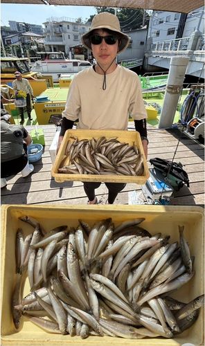 シロギスの釣果