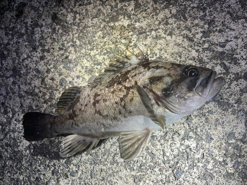 クロソイ