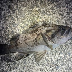 クロソイ