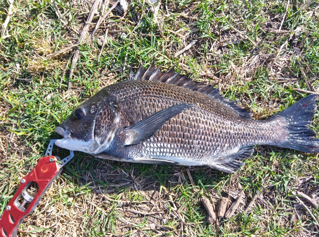 DAIWA 21シーバスハンター X 96M・Rの最安値・インプレ・釣果