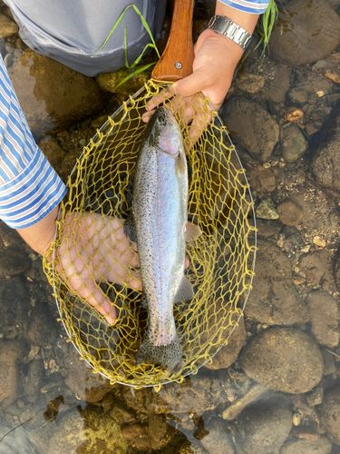 ニジマスの釣果
