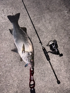 ヒラスズキの釣果