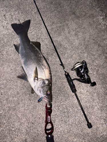 ヒラスズキの釣果