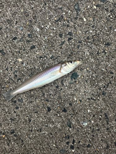 キスの釣果