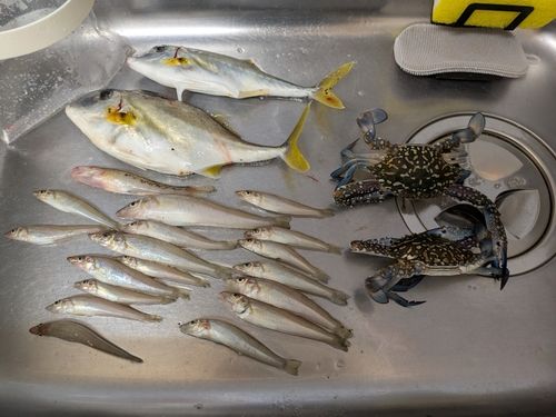 キスの釣果