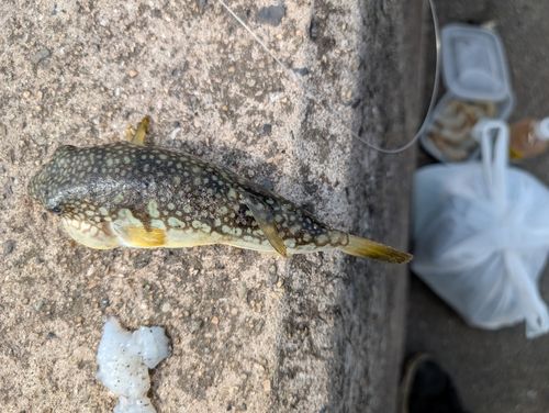 ショウサイフグの釣果