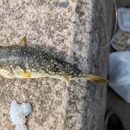 ショウサイフグ