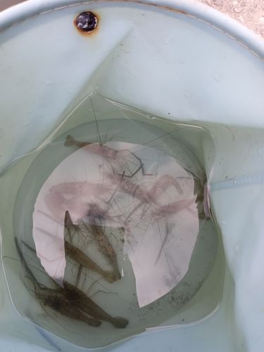 テナガエビの釣果