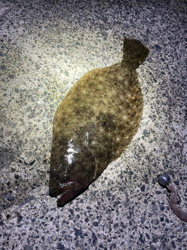 ヒラメ