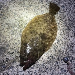 ヒラメ