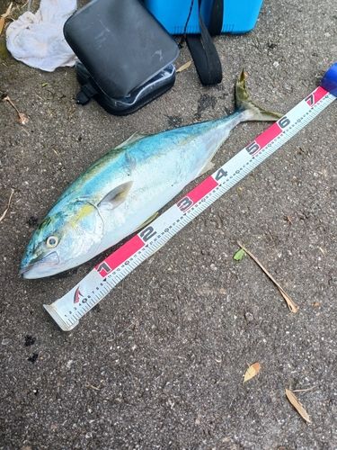 ワラサの釣果