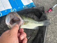 ラージマウスバスの釣果
