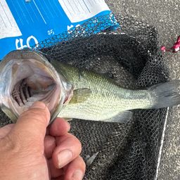 ラージマウスバス