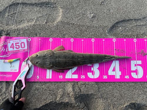 マゴチの釣果