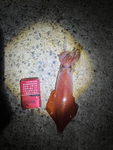 ケンサキイカの釣果