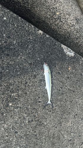 サゴシの釣果
