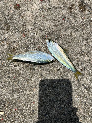 サッパの釣果