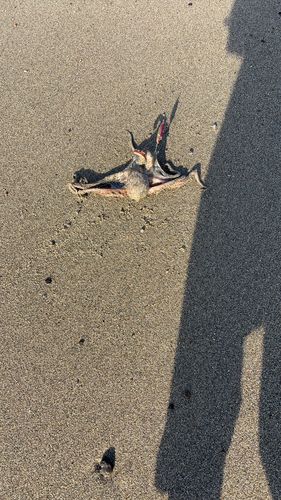 タコの釣果