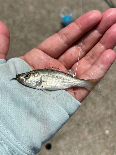 セイゴ（ヒラスズキ）の釣果