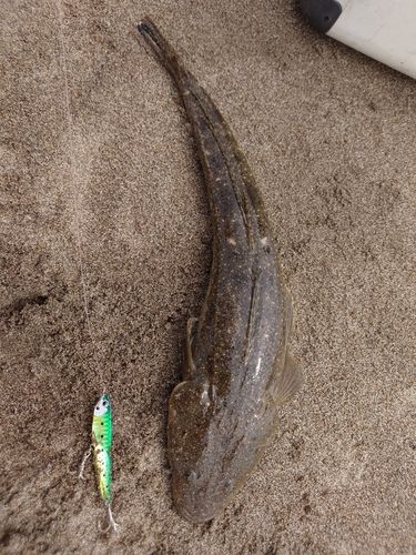 マゴチの釣果
