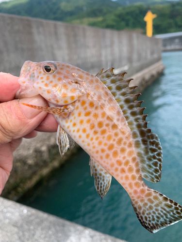 オオモンハタの釣果