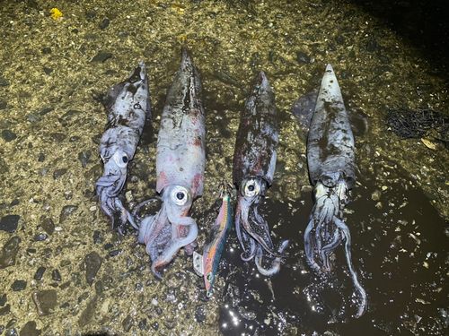 ケンサキイカの釣果