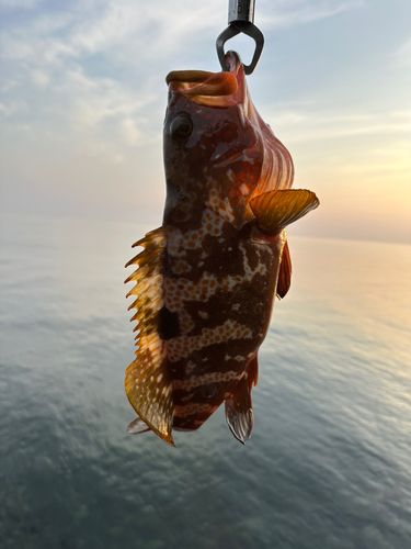 キジハタの釣果