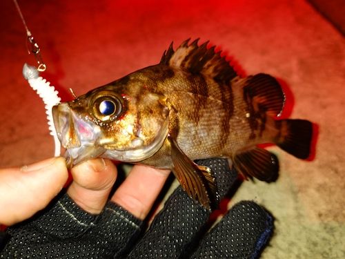 メバルの釣果