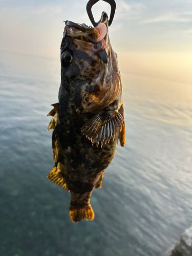 タケノコメバルの釣果