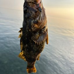 タケノコメバル