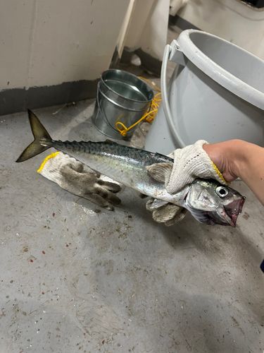 サバの釣果