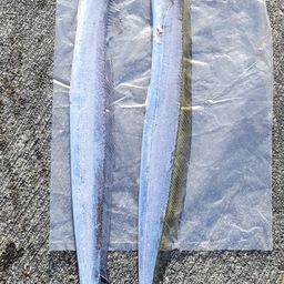 タチウオ