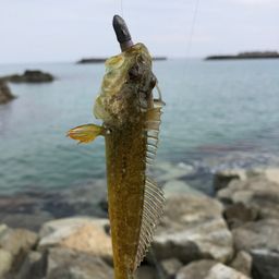 アサヒアナハゼ