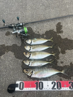 アジの釣果